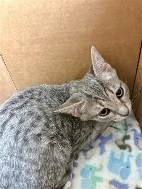 Capricorn - Domestic Short Hair