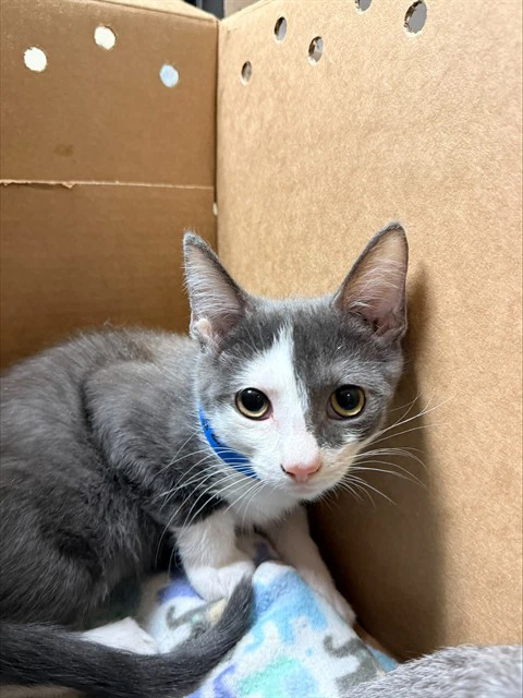 Leo
