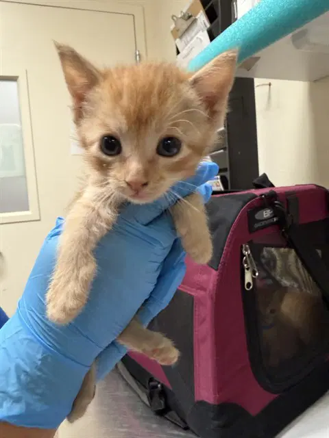 Tangerine - Domestic Short Hair