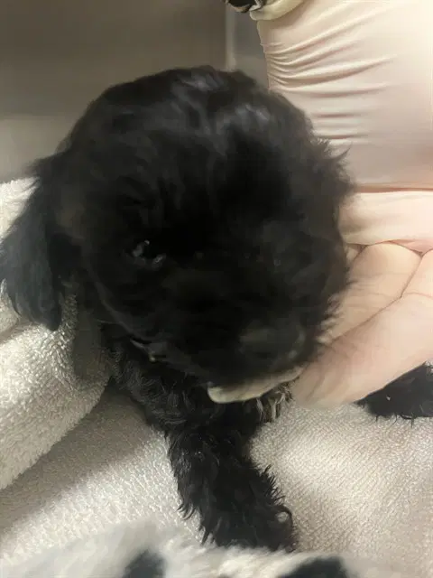 Unknown - Terrier