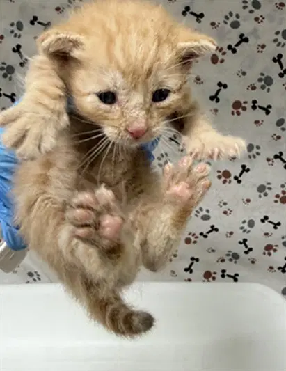 Unknown - Domestic Short Hair