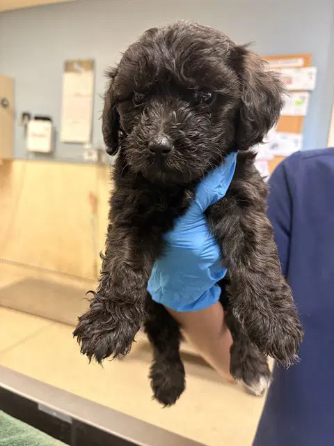 Unknown - Maltese