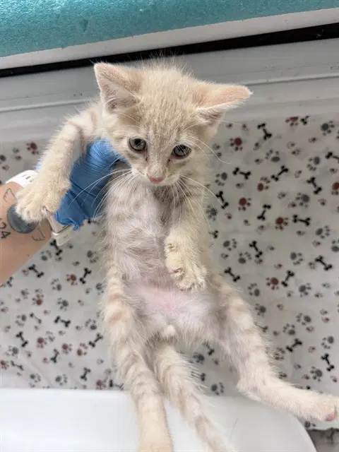 Ron - Domestic Long Hair