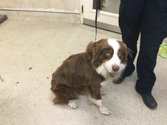 Dallas - Australian Shepherd
