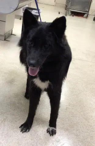 Happy - Border Collie