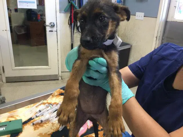 Atlantic - German Shepherd Dog