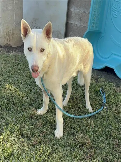 Ash - German Shepherd Dog