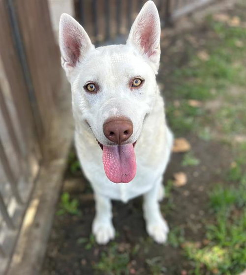 ASH, a dog for adoption from Riverside County Animal Control - Riverside Shelter