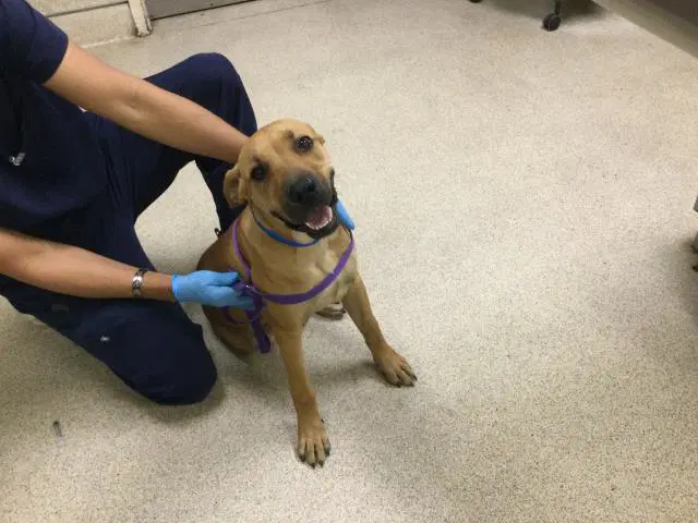 Dougie - Mastiff