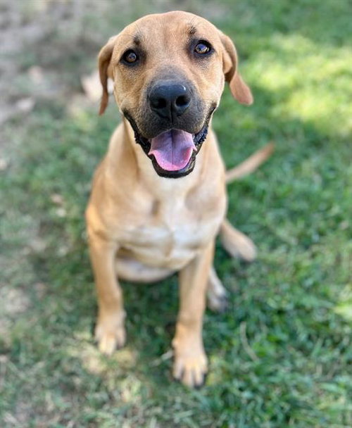 DOUGIE, a dog for adoption from Riverside County Animal Control - Riverside Shelter
