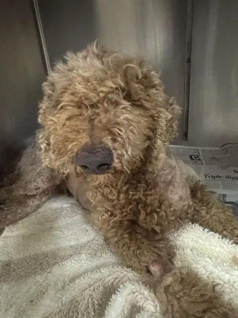 Theo - Poodle (Standard)