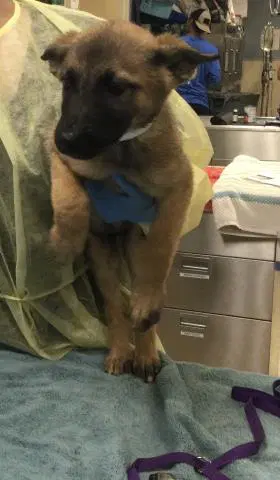 Loca - German Shepherd Dog