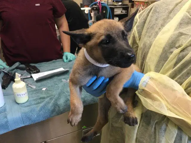 Muffin - German Shepherd Dog