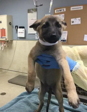 Pumpkin - German Shepherd Dog