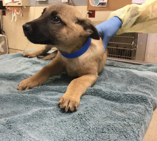 Bro - German Shepherd Dog
