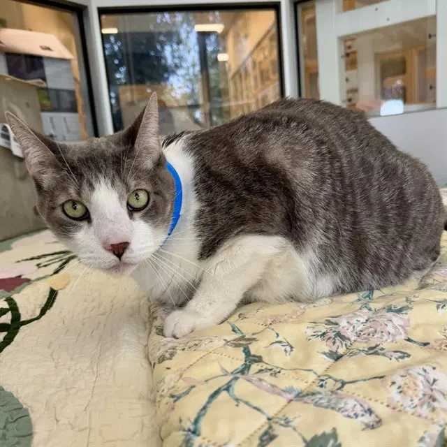 Shamrock - Domestic Short Hair