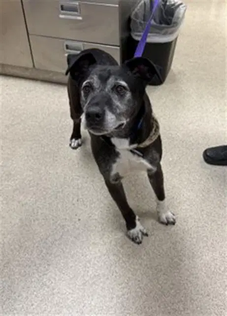 Zeus - Pit Bull Terrier