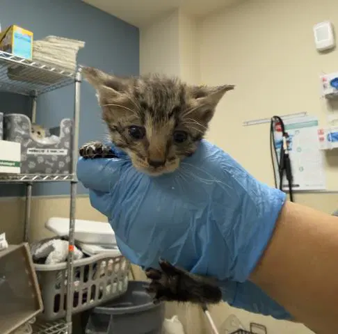 Zucchini - Domestic Short Hair