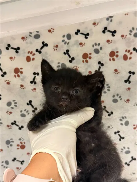 Chika - Domestic Short Hair