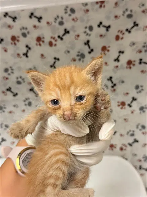 Uno - Domestic Short Hair