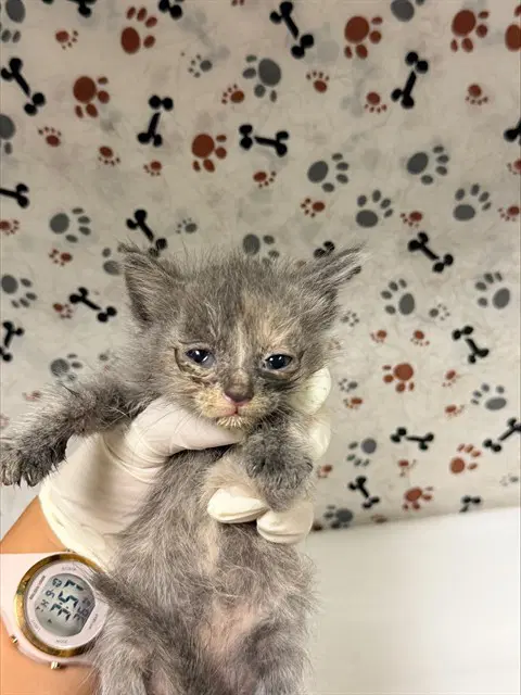 Lady-Bug - Domestic Short Hair