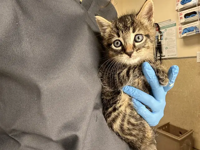 Takis - Domestic Short Hair