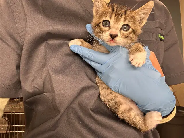 Nelson - Domestic Short Hair