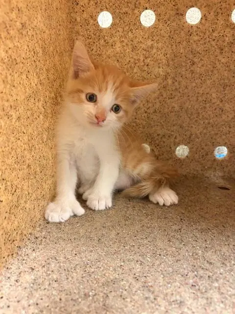 Canelo - Domestic Short Hair