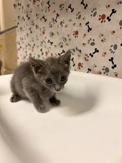 Billy - Domestic Short Hair