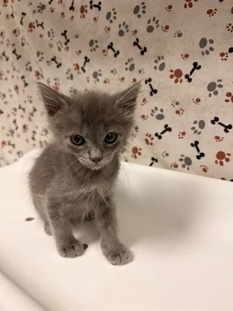 Milo - Domestic Short Hair