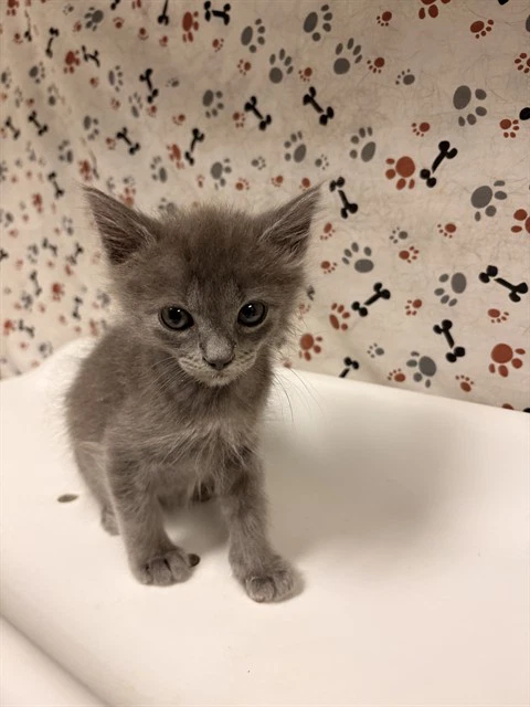 Milo