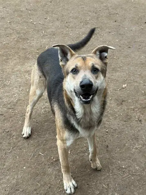 Dog - German Shepherd Dog