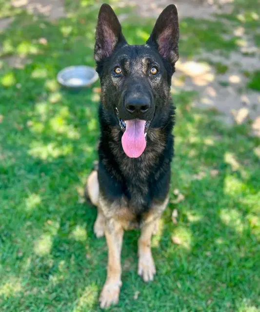 Duke - German Shepherd Dog
