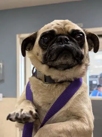 Unknown - Pug