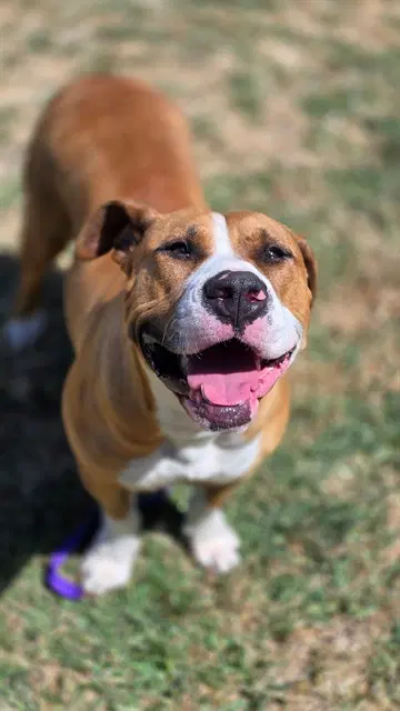 Biscuit - Pit Bull Terrier