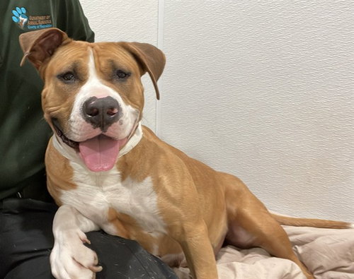 Biscuit, Pit Bull Terrier (medium coat)