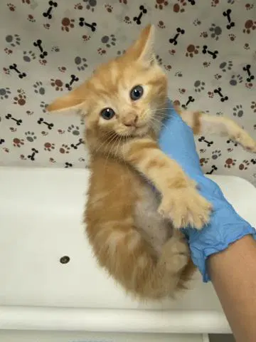 Luigi - Domestic Short Hair