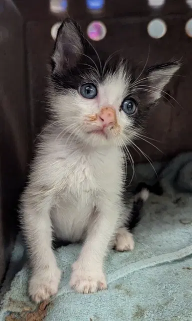 Vans - Domestic Short Hair