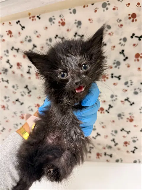 Midnight - Domestic Short Hair