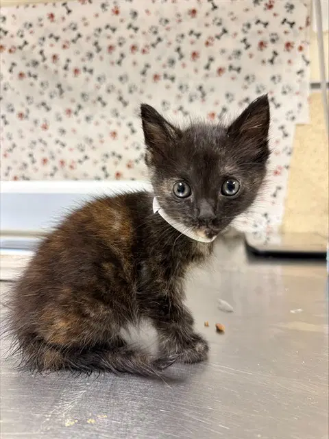 Moonlight - Domestic Short Hair