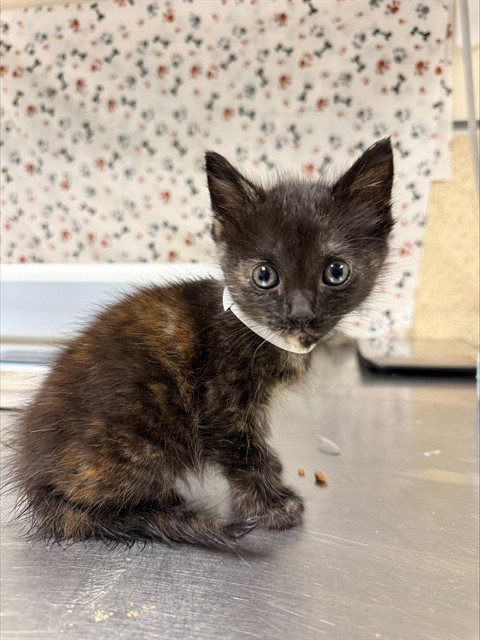 MOONLIGHT, a cat for adoption from Riverside County Animal Control - Riverside Shelter