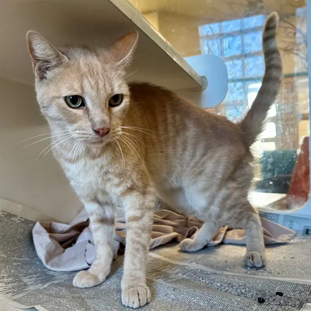 Theodore - Domestic Short Hair