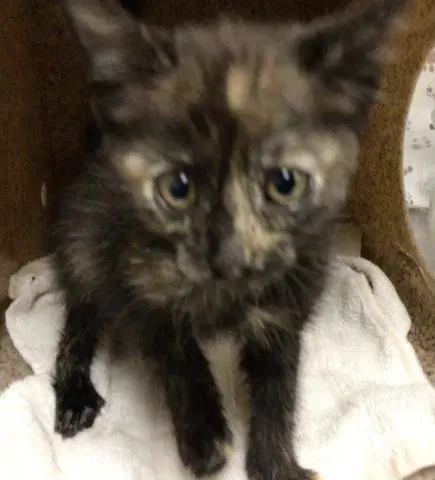 Tootsie - Domestic Short Hair