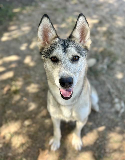 MEEKAH, a dog for adoption from Riverside County Animal Control - Riverside Shelter
