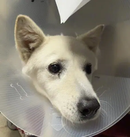 Snow White - Husky