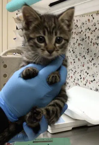 Stacy - Domestic Short Hair