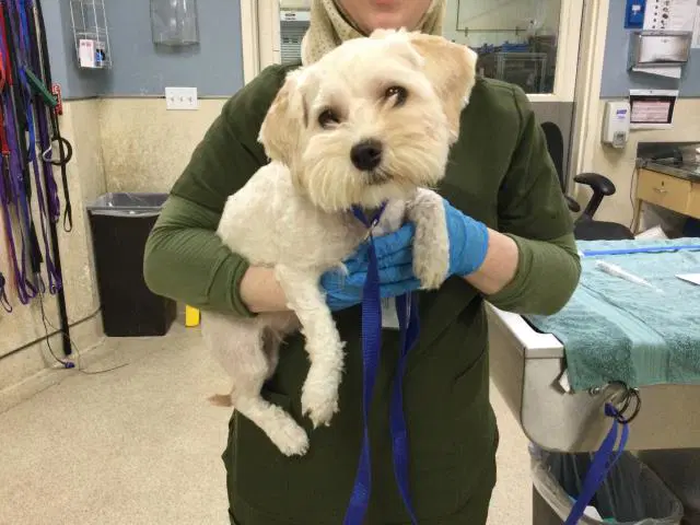 Apollo - Shih Tzu