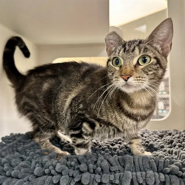 Esme - Domestic Short Hair