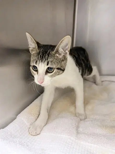 Nala - Domestic Short Hair