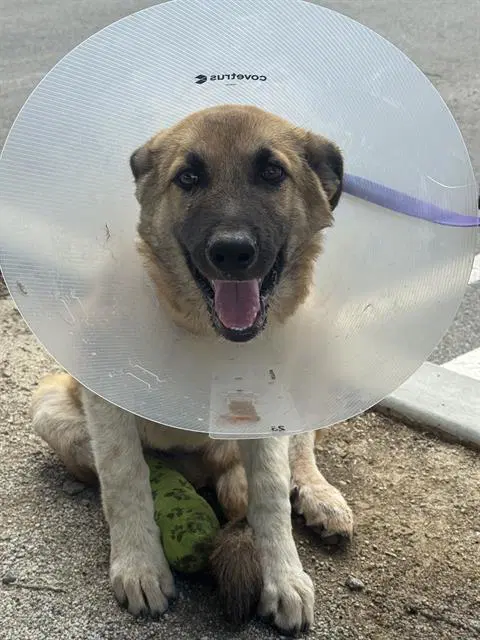 Benny - German Shepherd Dog
